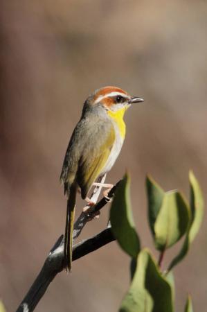 Photo (2): Rufous-capped Warbler