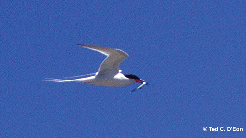 Photo (4): Roseate Tern