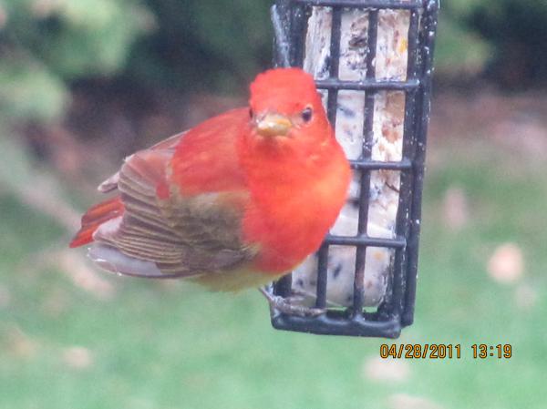 Photo (27): Summer Tanager