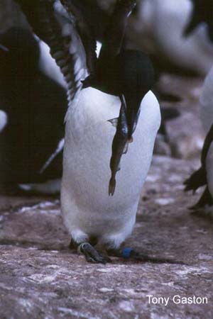 Photo (3): Thick-billed Murre