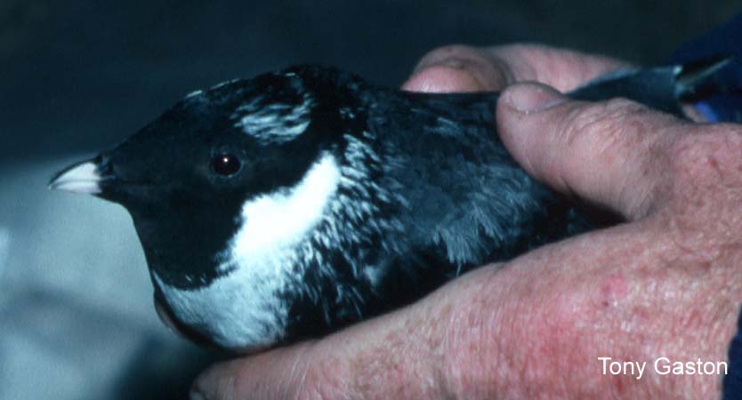 Photo (4): Ancient Murrelet