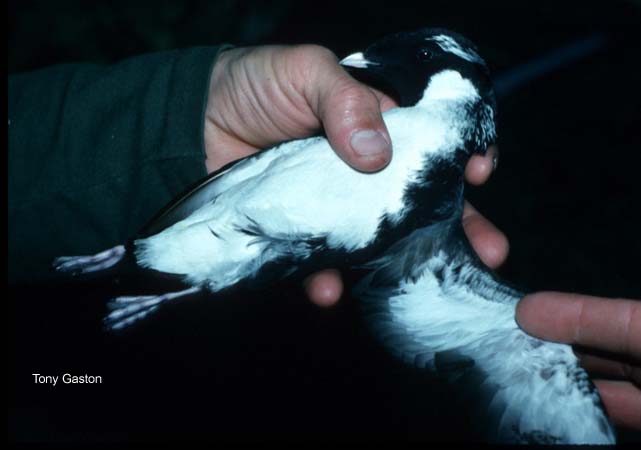 Photo (5): Ancient Murrelet
