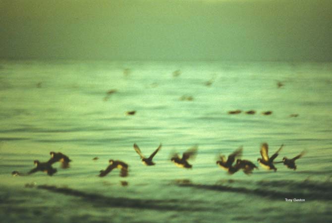 Photo (6): Ancient Murrelet