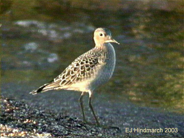 Photo (16): Buff-breasted Sandpiper