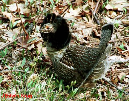 Photo (4): Ruffed Grouse