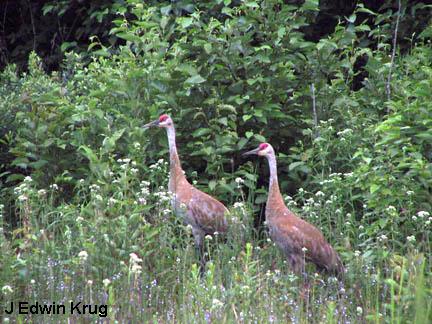 Photo (16): Sandhill Crane