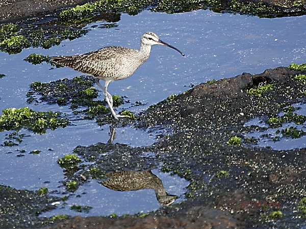 Photo (19): Whimbrel