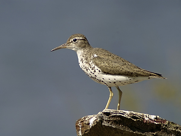 Photo (12): Spotted Sandpiper