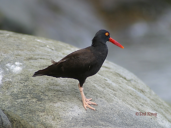 Photo (2): Black Oystercatcher