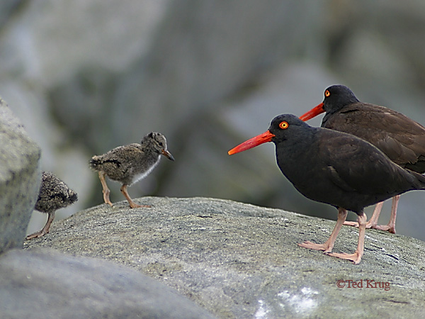Photo (7): Black Oystercatcher