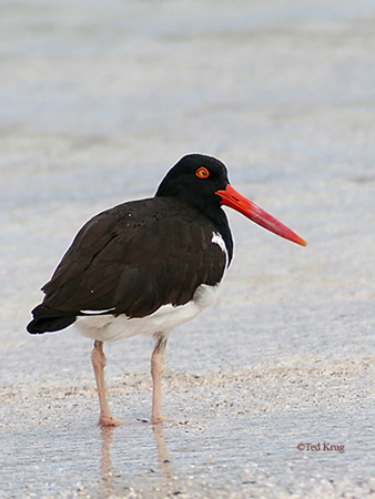 Photo (2): American Oystercatcher