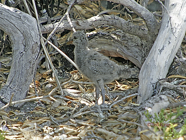 Photo (22): American Oystercatcher
