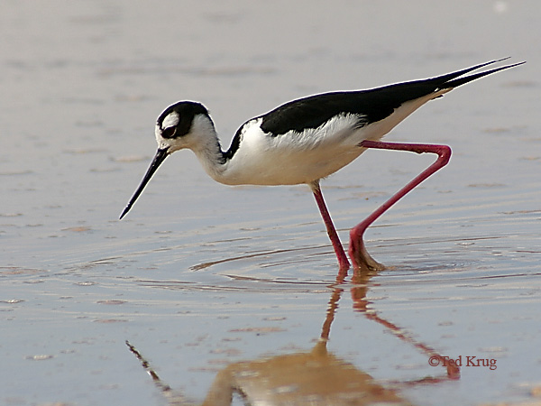 Photo (4): Black-necked Stilt