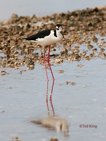 Photo (5): Black-necked Stilt