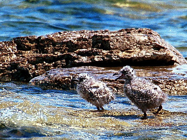 Photo (26): Ring-billed Gull