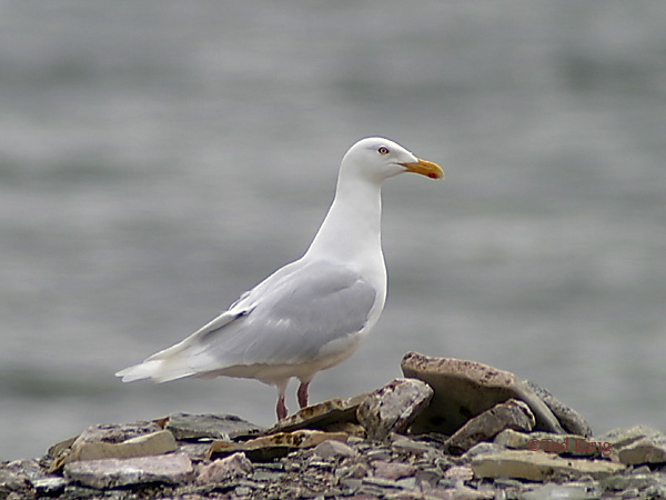 Photo (1): Glaucous Gull