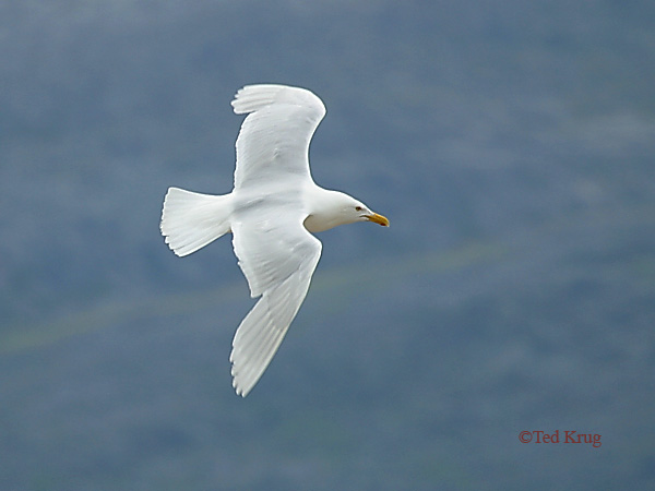 Photo (4): Glaucous Gull