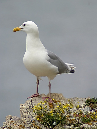 Photo (1): Thayer's Gull