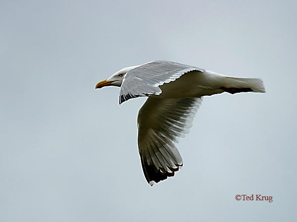 Photo (6): Herring Gull