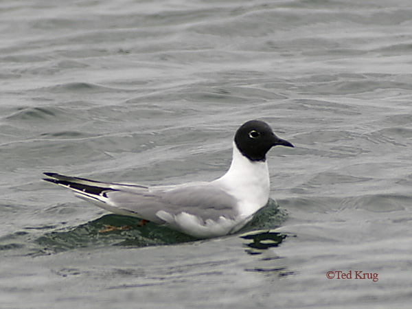 Photo (3): Bonaparte's Gull