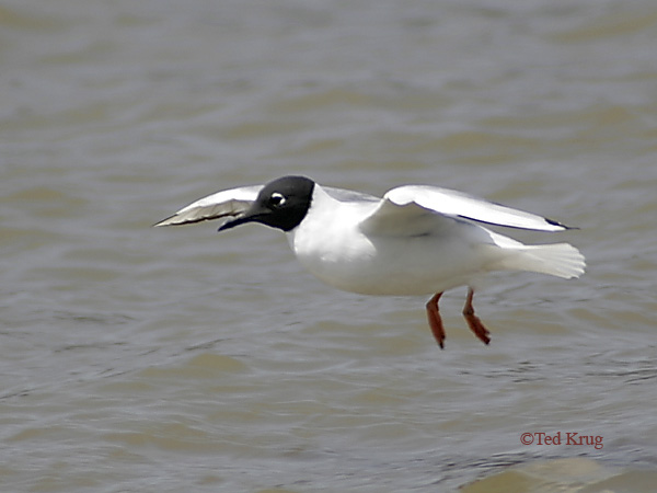 Photo (4): Bonaparte's Gull