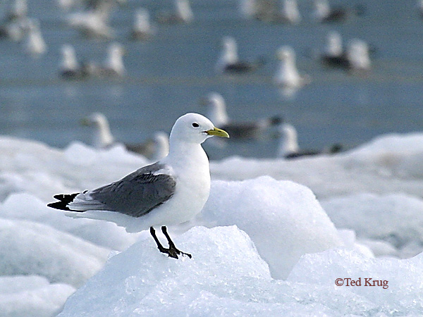 Photo (6): Black-legged Kittiwake