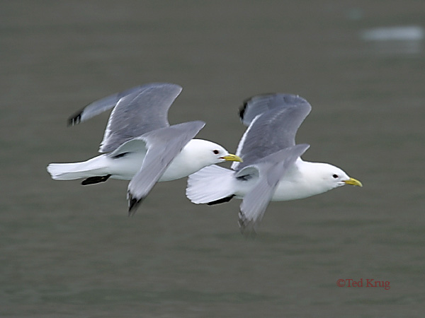 Photo (3): Black-legged Kittiwake
