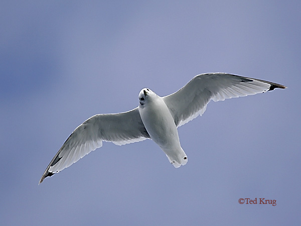 Photo (9): Black-legged Kittiwake