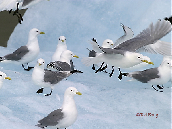 Photo (5): Black-legged Kittiwake