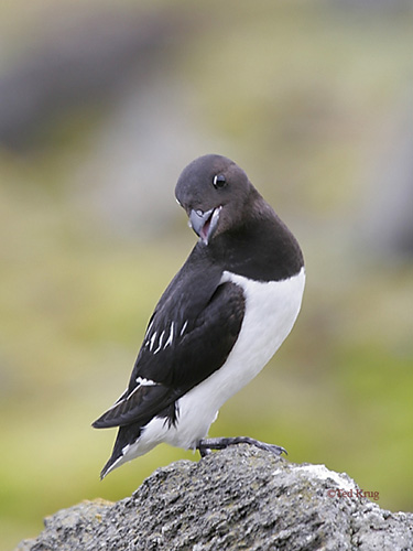 Photo (2): Dovekie