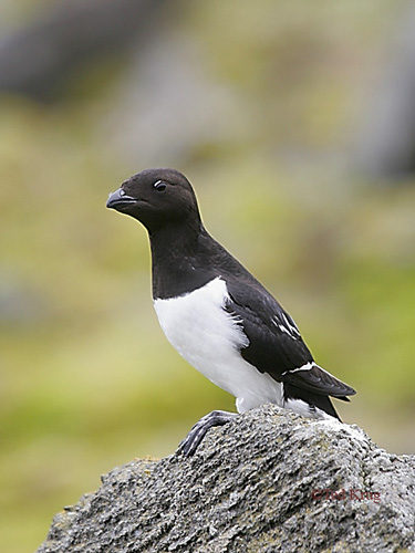 Photo (1): Dovekie