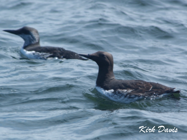 Photo (1): Common Murre