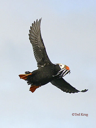 Photo (3): Tufted Puffin