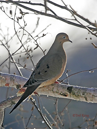 Photo (15): Mourning Dove