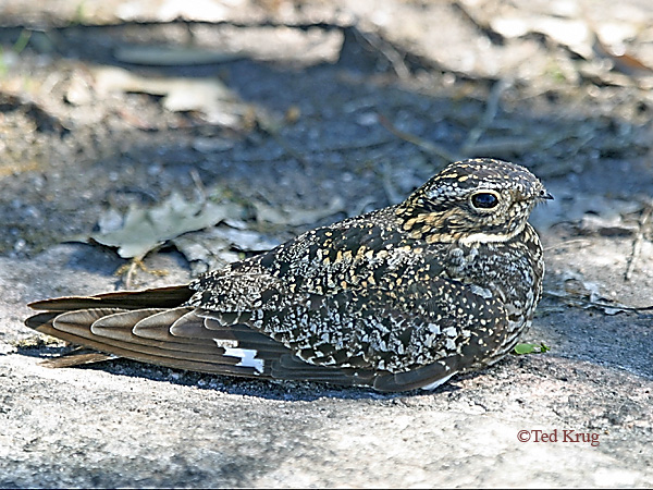 Photo (14): Common Nighthawk