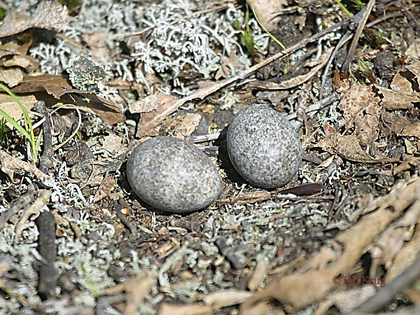 Photo (23): Common Nighthawk
