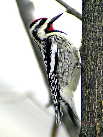 Photo (1): Yellow-bellied Sapsucker