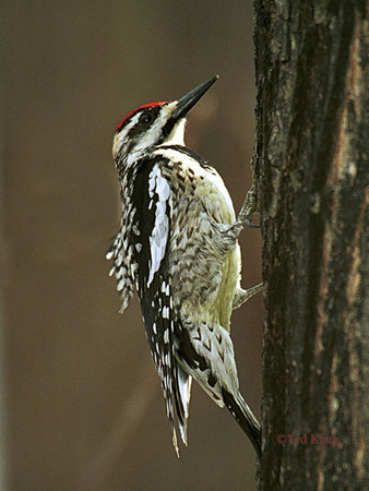 Photo (2): Yellow-bellied Sapsucker