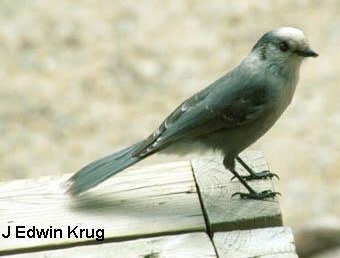 Photo (8): Gray Jay