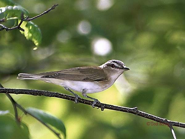 Photo (12): Red-eyed Vireo