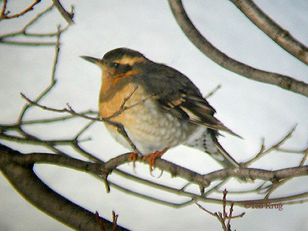 Photo (6): Varied Thrush