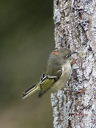 Photo (14): Ruby-crowned Kinglet
