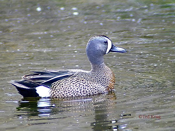 Photo (11): Blue-winged Teal