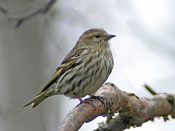 Photo (19): Pine Siskin
