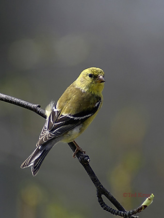 Image (2): Chardonneret jaune
