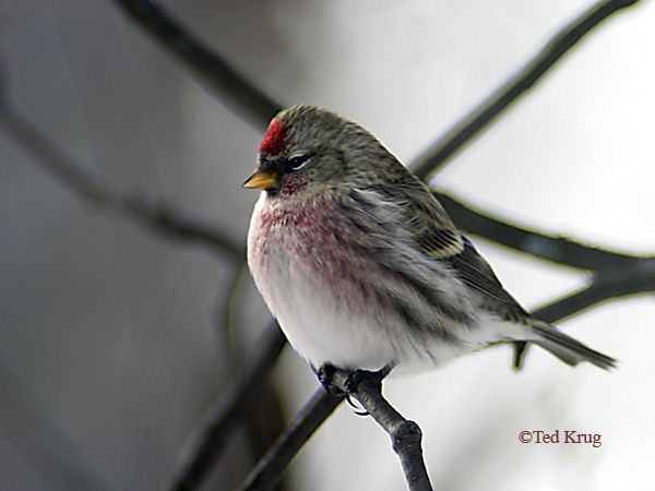 Photo (1): Hoary Redpoll