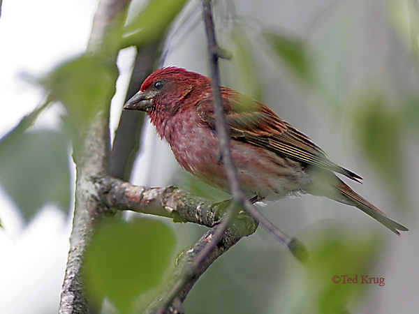 Photo (2): Purple Finch