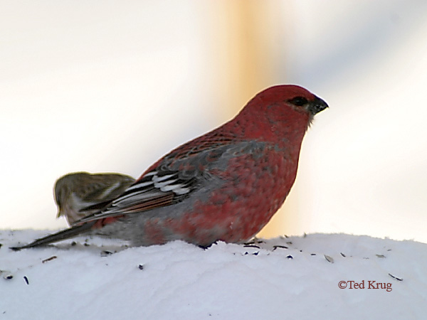 Photo (8): Pine Grosbeak