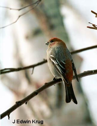 Photo (6): Pine Grosbeak