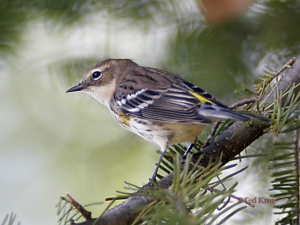 Photo (9): Yellow-rumped Warbler
